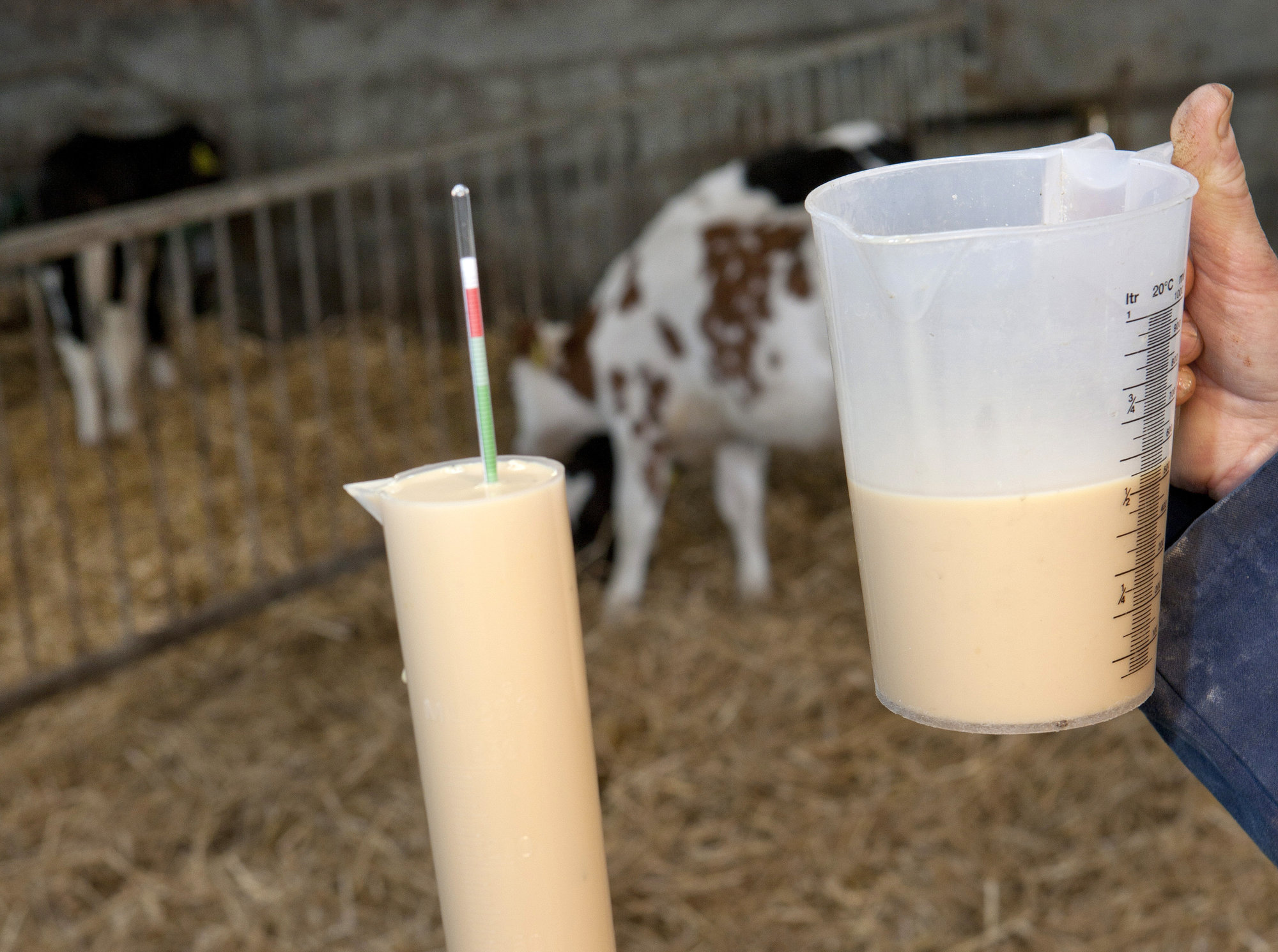 kravské mlieko obsahuje kolostrum