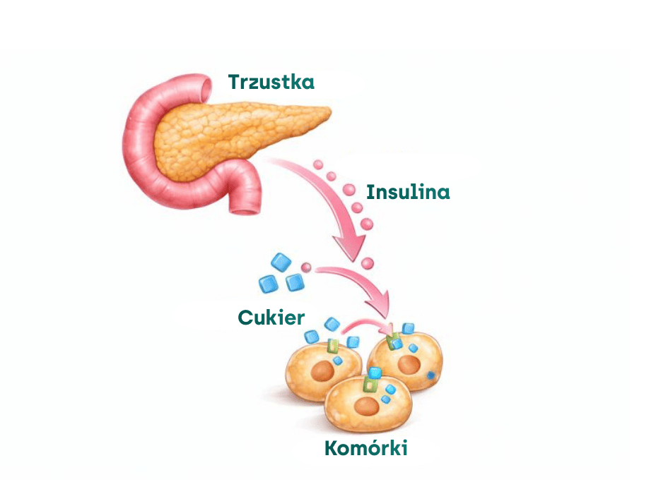 Trzustka, insulina, cukier, diagram komórek-alt