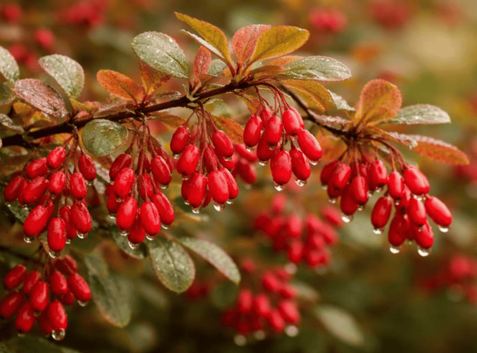 Rastlina berberin-cz-alt