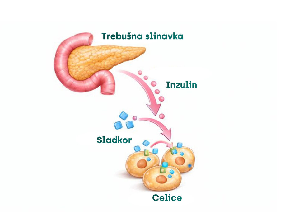 Diagram trebušne slinavke, inzulina, sladkorja, celic-alt