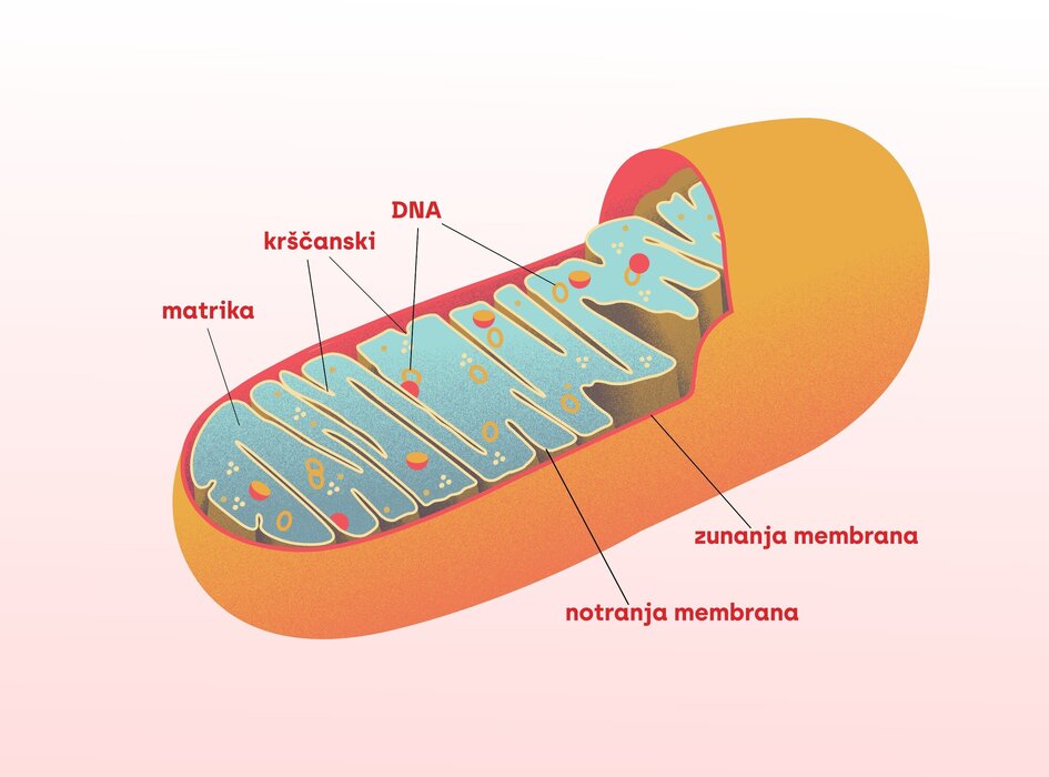 mitohondriji z opisom-alt