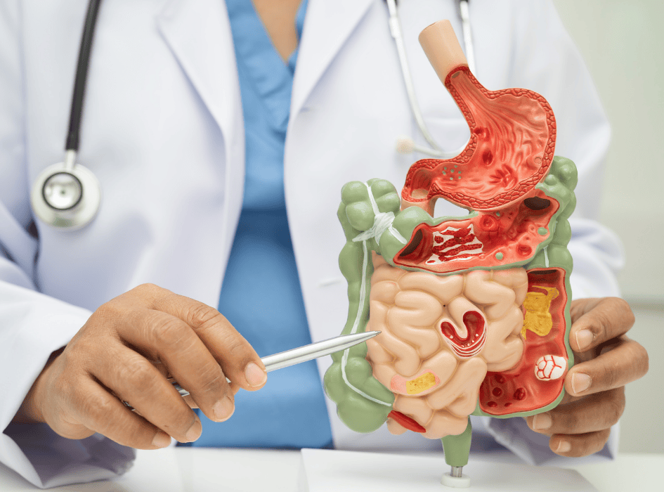 doktor ukazuje na maketu trávící soustavy-cz-alt