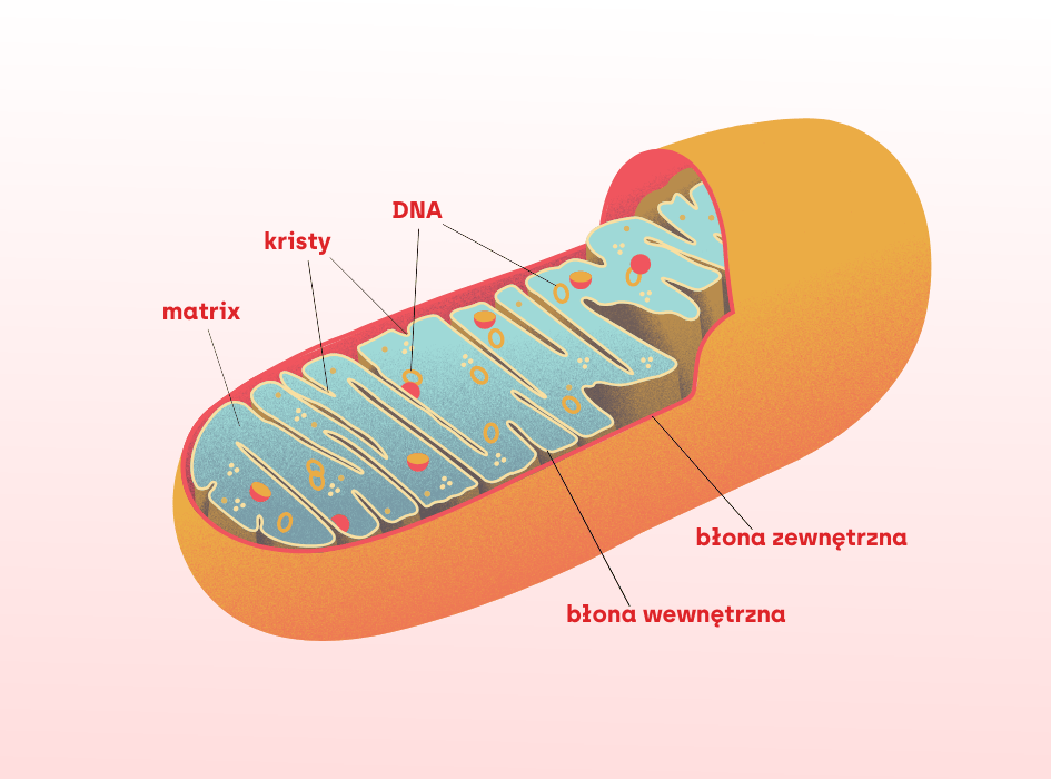 mitochondria z opisem alternatywnym