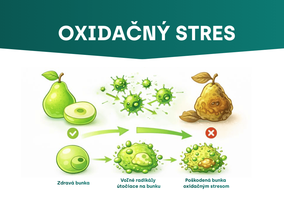 oxidačný stres proces-alt
