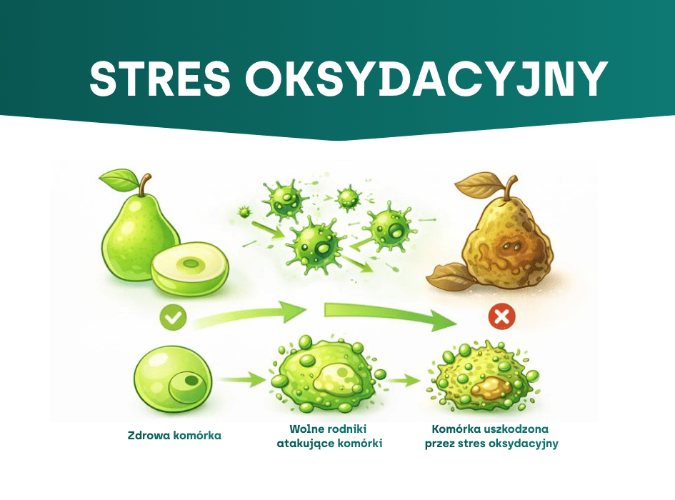proces stresu oksydacyjnego-alt