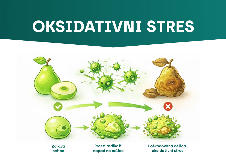 oxidačni stres proces-alt