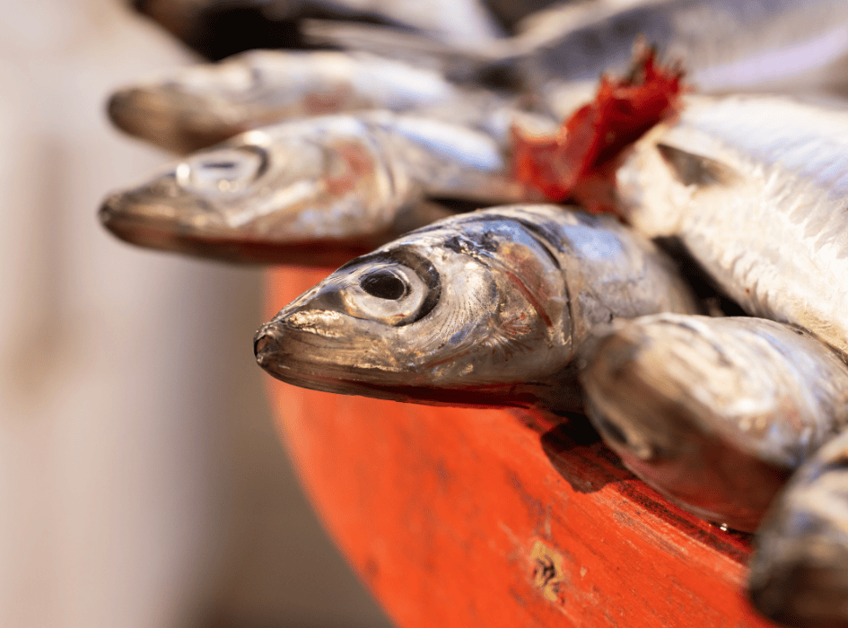ryby v červené nádobě omega 3