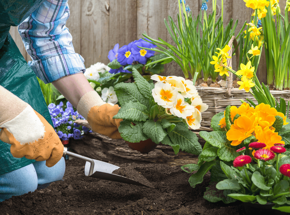 Sázení květin na zahradě – péče o rostliny a zahradní aktivity