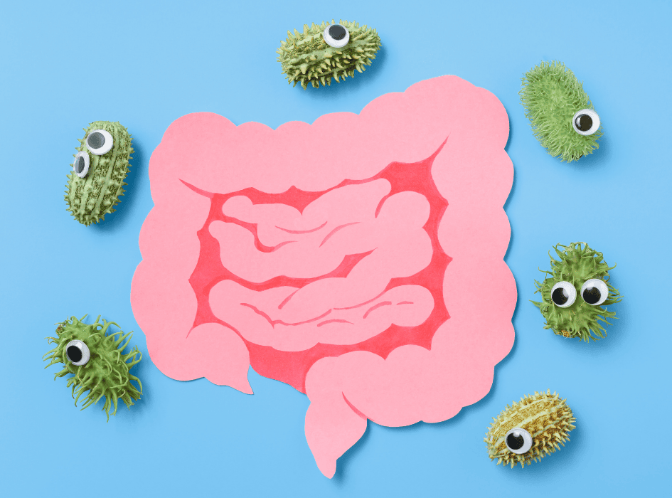 střeva a střevní bakterie-cz-alt