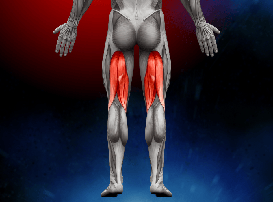 zvýrazněné hamstringy anatomicky na lidském těle-cz-alt