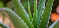Aloe Vera - zdravnik posajen v lončku