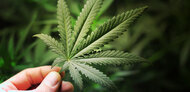 Green miracle named Cannabis sativa. An overview of the effects of CBD, general information and cannabis use