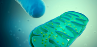 Mitochondrie: Čo sú, ako fungujú a ako naštartovať energiu buniek?