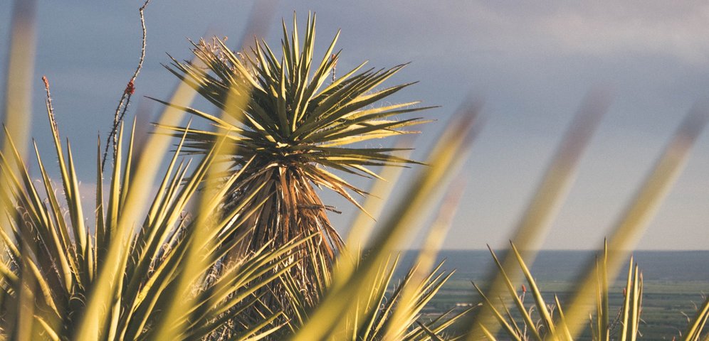 Yucca shidigera - Přirozený a snadný způsob detoxikace