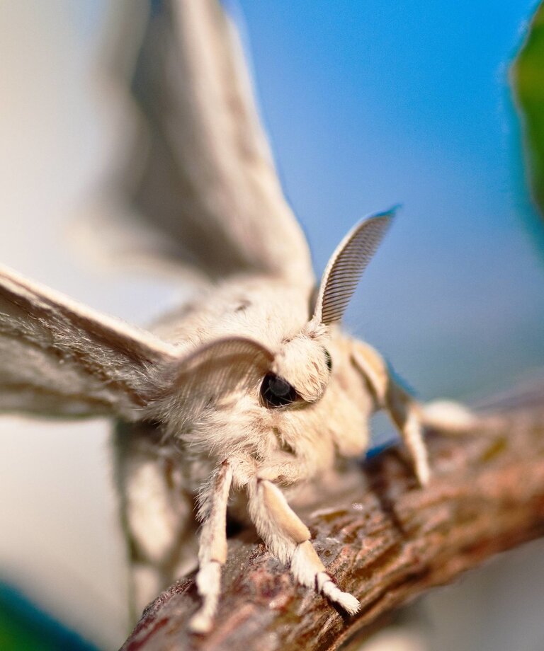 Jak pozbyć się stanu zapalnego w organizmie? Wypróbuj serrapeptazę