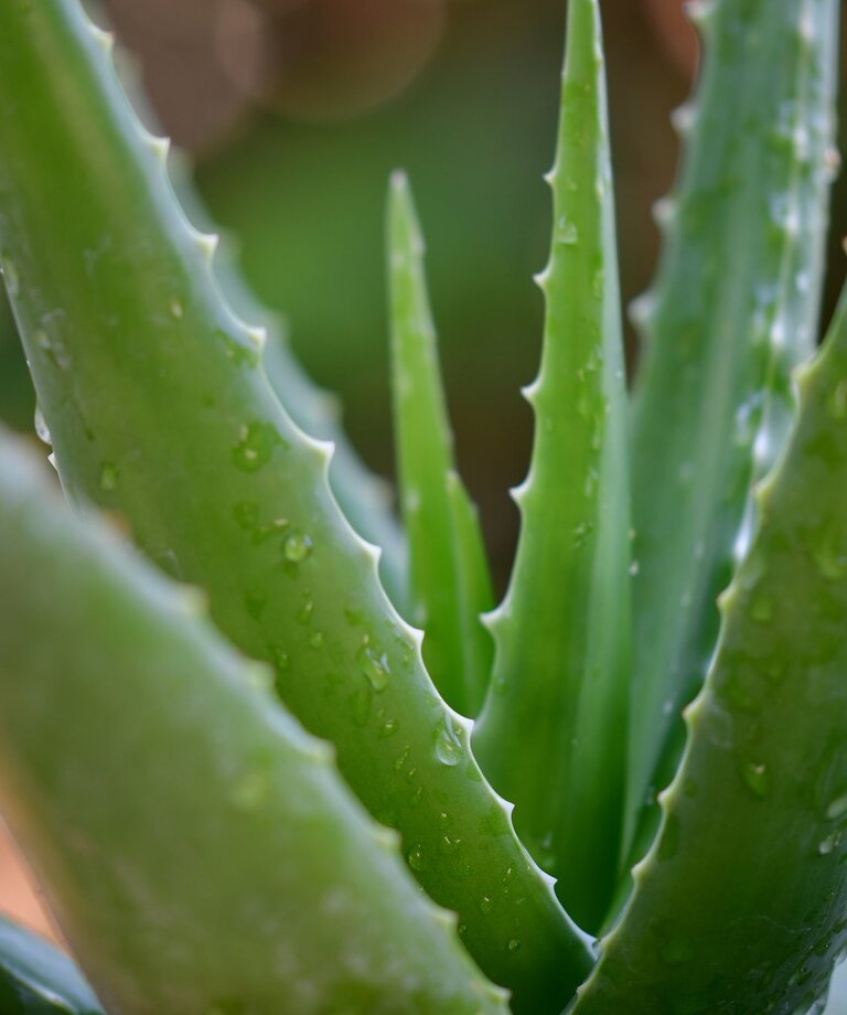 Aloe Vera - lekár vysadený v kvetináči