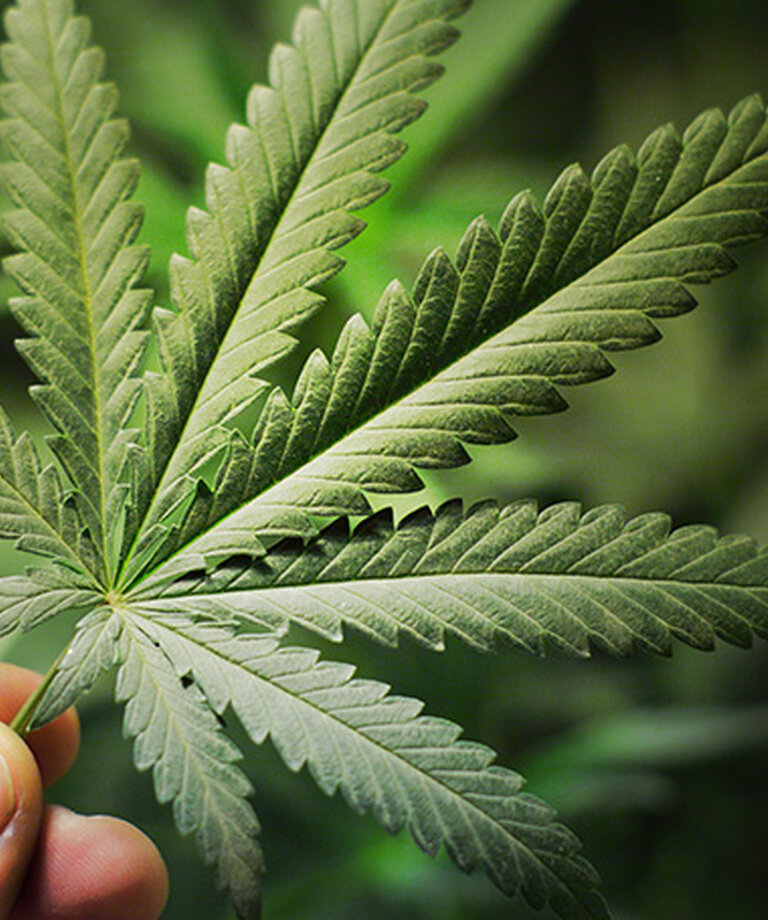 Zeleni čudež z imenom Cannabis sativa. Pregled učinkov CBD, splošnih informacij in uporabe industrijske konoplje.