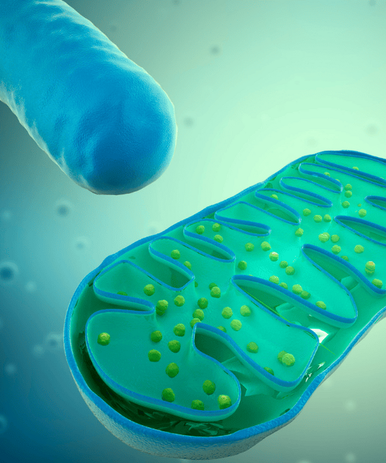 Mitochondrie: Čo sú, ako fungujú a ako naštartovať energiu buniek?