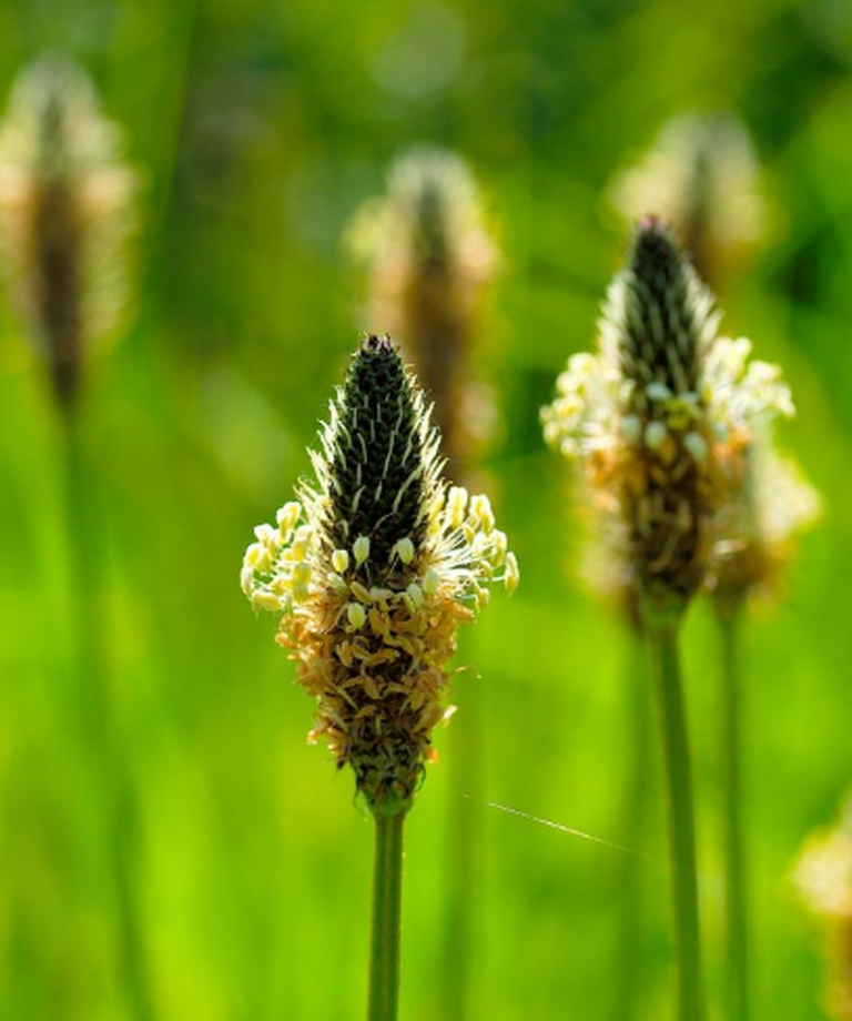 Obyčejná a zároveň tak vzácná: Poznejte léčivé účinky bylinky jménem jitrocel