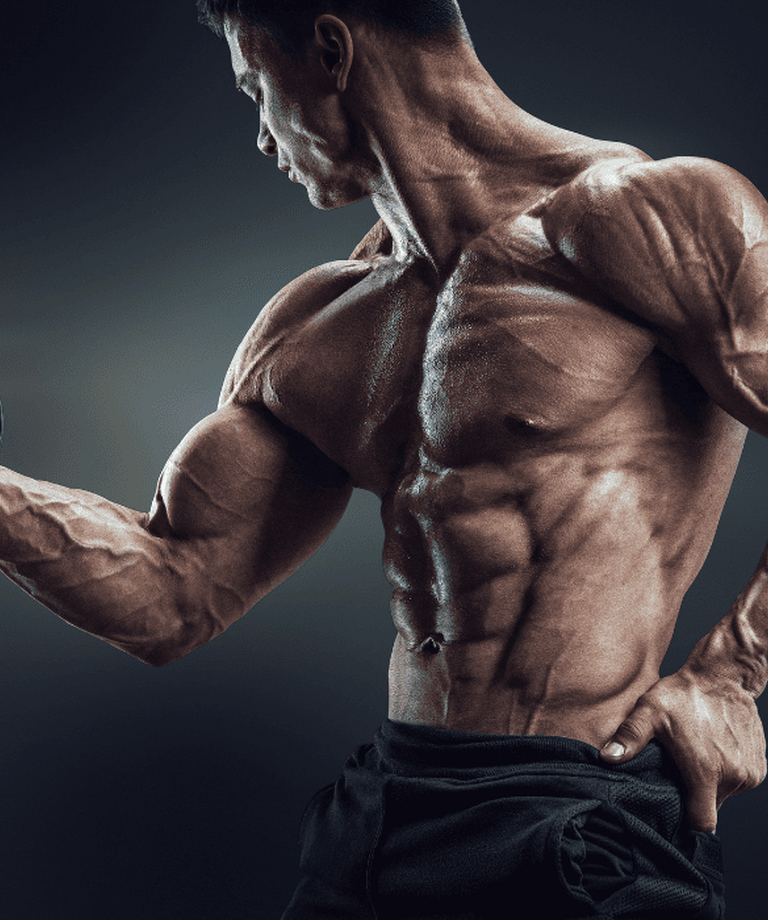 Anabolismus / Katabolismus - důležité procesy v těle při cvičení