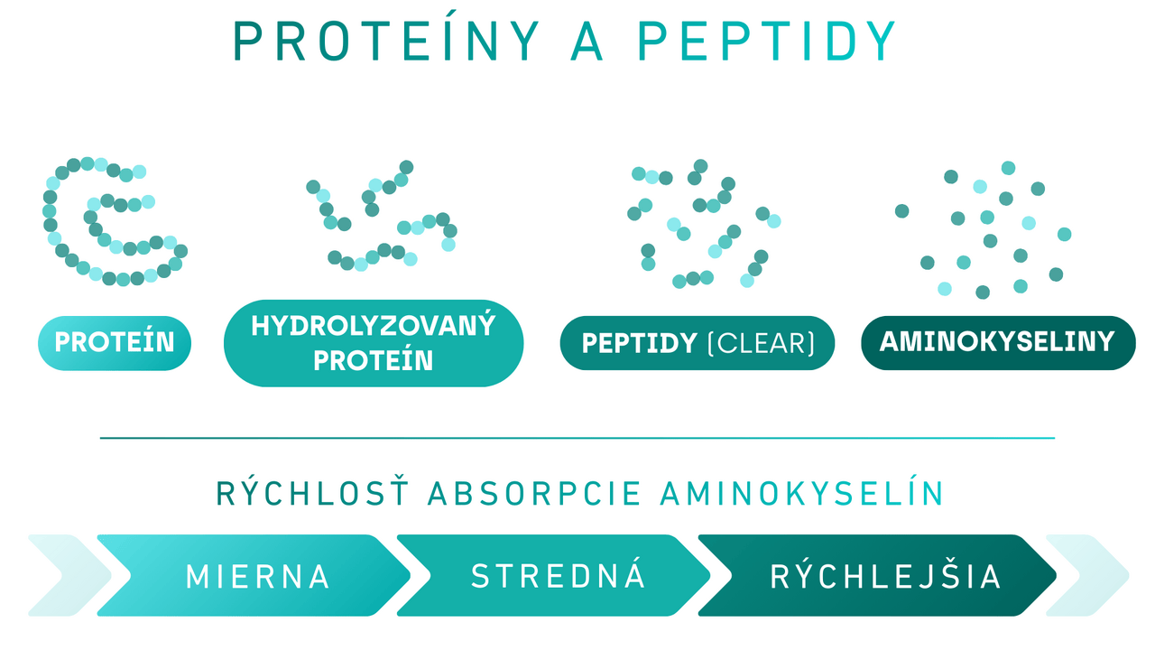 Proteíny a peptidy